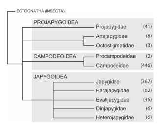 Consensus tree inferred from 52 morphological characters depicting the relationships among the 10 currently recognized families of the Diplura. Numbers in brackets refer to the number of species described thus far (compiled by Alberto Sandro, Museu Valencia d'Historia Natural; see http://insects.tamu.edu). The traditional classification into three major subgroups is highlighted in gray.