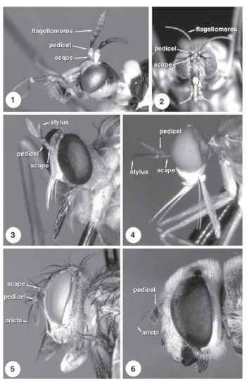 Adult head of (1) Tipulidae, (2) Blephariceridae, (3) Asilidae, (4) Empididae, (5) Tachinidae, (6) Syrphidae. 