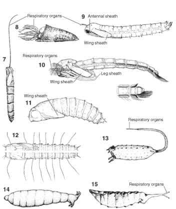 Pupa of (7) Ptychopteridae, (8) Simuliidae, (9) Tipulidae, (10) Chironomidae, showing anal division below, (11) Tabanidae, (12) Empididae, (13) Syrphidae, (14) Muscidae, (15) Ephydridae. 