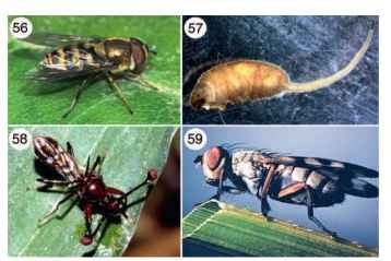 (56) Adult flower fly (Syrphidae: Eristalis sp.). (57) Rat-tailed maggot (Syrphidae). (58) Adult stalk-eyed fly (Diopsidae). (59) Adult picture-winged fly (Ulidiidae: Melieria similies). 