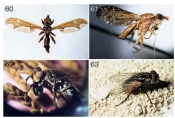  (60) Adult of Pyrgotidae. (61) Adult marsh fly (Sciomyzidae: Limnia). (62) Adult shore fly (Ephydridae: Ochthera mantis ) . (63) House fly adudomesticalt (Muscidae: M. ). 