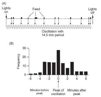 Oscillation underlying the feeding behavior of the migratory locust, L. migratoria. (A) Feeding record of an individual during a 12-h light phase. Notice that each meal begins close to the peak of a 14.5-min oscillation. (B) Times at which feeding started relative to the peak of the oscillation for eight insects on one 12-h day. 