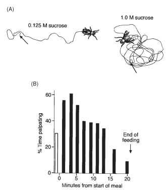 Searching for food after loss of contact during a meal. (A) Blow flies dance when they lose contact with a drop of sugar. After experiencing more concentrated sugar solutions the high rate of turning is much more sustained.  (B) The migratory locust palpates when it loses contact with a blade of grass. Each bar represents the percentage of time palpating after losing contact with the food at a different stage of the meal. Soon after the start of a meal it palpates for most of the time, but toward the end of a meal it is less persistent. The open bar represents the time palpating just before starting to feed.