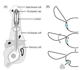  Insect tympanal sensory receptors. (A) A typical tym-panal scolopidial organ, consisting of three cell types. The dendrite of a bipolar sensory neuron projects into a fluid-filled space (lumen) formed by the walls of an enveloping scolopale cell. The distal tip of the dendrite inserts into the scolopale cap, an extracellular secretion of the scolopale cell. The attachment cell connects the sensory neuron and scolopale cell to the tympanal membrane, either directly or indirectly via a tracheal air sac. A chordotonal organ may have from one to several thousand scolopidia. (B) A schematic diagram depicting the hypothetical transition from a wing-hinge proprioceptive chordotonal organ to a tympanal hearing chordotonal organ. The top two images show a chordotonal organ functioning as a proprioceptor monitoring wing movements. At the bottom, the chordotonal organ has been mechanically isolated within a rigid tympanal cavity and attaches to a thinned region of cuticle (the tympanic membrane) that detects sounds. (A was modified, with permission, from Gray, E. G. (1960). The fine structure of the insect ear, Philos. Trans. R. Soc. B 243, 75-94.