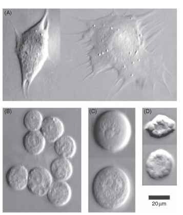 Examples of hemocyte types from a lepidopteran, Manduca sexta. (A) Plasmatocytes, the plasmatocyte shown on the left has just begun to spread, whereas the one on the right has spread extensively; (B) Granulocytes; (C) Oenocytoids; (D) Spherulocytes.