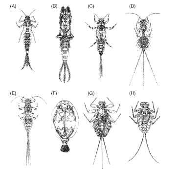 Mayfly nymphs: (A) Baetis subalpinus (family Baetidae), (B) Ephemera danica (family Ephemeridae), (C) Ephemerella mucro-nata (family Ephemerellidae), (D) Leptophlebia vespertina (family Leptophlebiidae), (E) Caenis robusta (family Caenidae), (F) Prosopistoma boreus (family Prospistomatidae), (G) Lepeorus thi-erryi (family Leptophlebiidae), and (H) Epeorus alpicola (family Heptageniidae). Illustrations show some of the large range in morphology, often related to habitat and food habits and not necessarily to family relationships. For example, L. thierryi and E. alpicola are morphologically similar and adapted to fast-running waters but belong to different families.