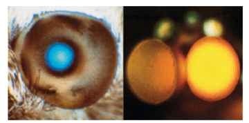  Left: Blue light reflected from the tapertum of the day-flying hummingbird hawk moth (Macroglossum). The bright area corresponds to the superposition pupil. Right: Superposition dorsal eyes of a male mayfly (Centroptilum). The yellow color is not from a tapetum, but results from the scattering of long wavelengths by screening pigment. 