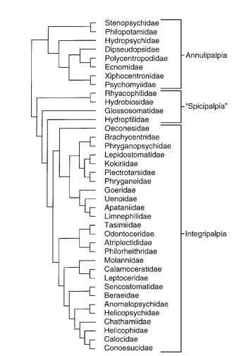 Phylogeny of extant families of Trichoptera; families not analyzed by Kjer et al. include Antipodoeciidae, Barbarochthonidae, Hydrosalpingidae, Limnocentropodidae, Petrothrincidae, Pisuliidae, and Rossianidae.