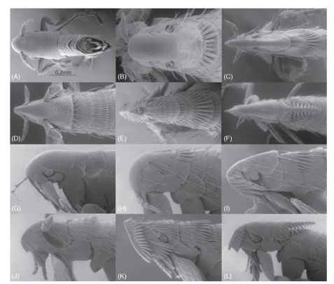 Dorsal view of head and thorax: (A) Anomiopsyllus amphibolus (Ctenophthalmidae), (B) Hoplopsyllus anomalus (Pulicidae), (C) Corypsylla ornata (Ctenophthalmidae), (D) Myodopsylla trisellis (Ischnopsyllidae), (E) Stephanocircus dasyuri (Stephanocircidae) (F) Barreropsylla excelsa (Stephaocircidae). Lateral view of head and thorax: (G) Anomiopsyllus amphibolus (Ctenophthalmidae), (H) Hoplopsyllus anomalus (Pulicidae), (I) Corypsylla ornata (Ctenophthalmidae), (J) Myodopsylla trisellis (Ischnopsyllidae), (K) Stephanocircus dasyuri (Stephanocircidae), (L) Barreropsylla excelsa (Sephanocircidae).