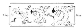 Schematic representation of the impact of soil particle size on movement of a soil insect. Japanese beetle larvae (neonate, late first instar, mid second instar, and mid third instar) shown in a square centimeter of typical loamy sand soil. 