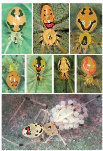 Some representative color morphs of the Hawaiian happy face spider Theridion grallator.