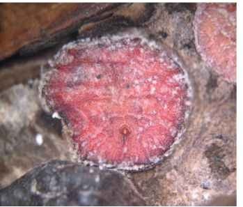 Adult female soft scale of Cryptostigma reticulolami-nae (Coccidae) from nest of Azteca ants in hollow stem of Cordia all-iodora in Mexico; the triangular anal plates are visible. 