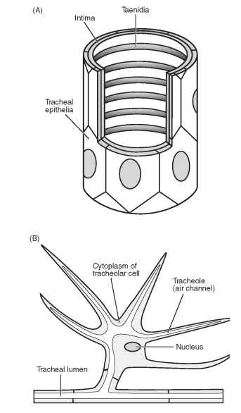 (A) Structure of a trachea. The basement membrane which encircles the tracheal epithelia has been omitted. (B) A tra-cheolar cell connected to a trachea.