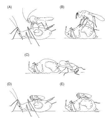  Female ovipositional behavior of four genera of aphid hyperparasitoids. (A) Endophagous koinobiont Alloxysta victrix jumps on a live parasitized aphid and deposits her egg internally inside the primary parasitoid microwasp larva while the aphid is still alive, but before mummy formation. (B) Ectophagous idiobiont Asaphes lucens stands on top of a dead aphid mummy, drills a hole, and deposits her egg externally on the surface of the primary para-sitoid larva developing inside the mummy. (C) Ectophagous koino-biont Dendrocerus carpenteri stands on the leaf, backs into the dead aphid mummy, drills a hole, and deposits her egg externally on the surface of the primary parasitoid larva developing inside the mummy. (D and E) " Dual ovipositional" behavior of endophagous koinobiont Syrphophagus aphidivorus. (D) Syrphophagus stands on top of a live parasitized aphid and deposits her egg internally inside the primary parasitoid larva while the aphid is still alive, but before mummy formation. (E) Syrphophagus stands on top of a dead aphid mummy, drills a hole, and deposits her egg internally inside the primary parasitoid larva developing inside the mummy. [Reprinted from Sullivan, D. J. (1988). Aphid hyperparasites. In "Aphids, Their Biology, Natural Enemies and Control" (A. K. Minks and P. Harrewijn, eds.)