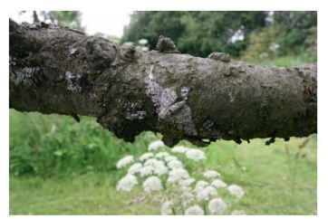 A peppered moth in its most common resting position, on a lateral tree branch.