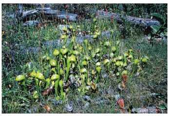 Habit view of the California pitcher plant (Darlingtonia californica) growing in a bog in northern California. The leaf is divided into a hood region and tube region. Digestion occurs in a well of water at the base of the tube.