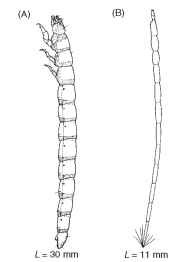  (A) A heavily sclerotized elateriform larva (lateral).  (B) An elongate, legless, vermiform "wormlike" larva.