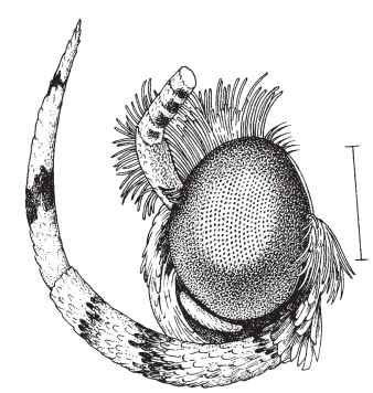 Head of ethmiid moth, showing the strongly upcurved labial palpus that is characteristic of most Gelechioidea. Scale bar = 1.0 mm.