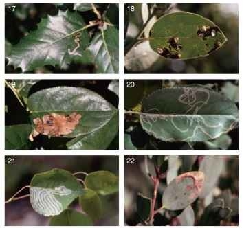 Leaf mines. (17) Stigmella variella (Nepticulidae) on Quercus agrifolia; (18) mature larvae of Coptodisca arbu-tiella (Heliozelidae, Incurvarioidea) and their abandoned mines, on Arctostaphylos; (19) Cameraria gaultheriella (Gracillariidae) on Gaultheria shallon; (20) Marmara arbutiella (Gracillariidae) on Arbutus menziesii; (21) Phyllocnistis populiella (Phyllocnistidae, Gracillarioidea) on Populus tremuloides; (22) Epinotia nigral-bana (Tortricidae) on Arctostaphylos. 