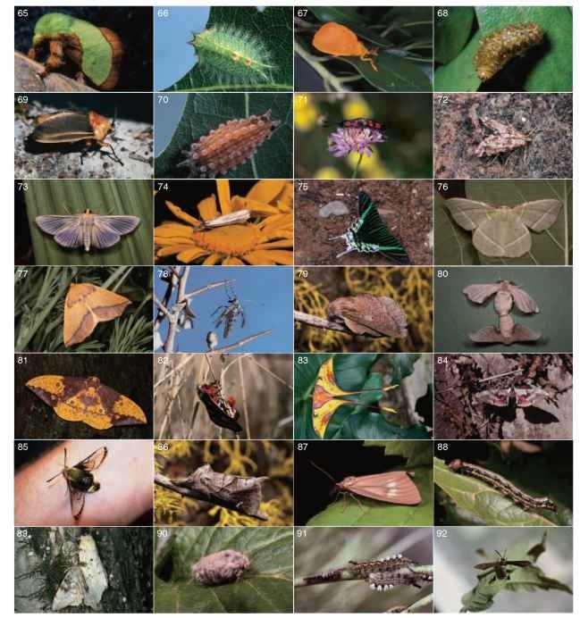 Adults and larvae of zygaenoid, pyraloid, and macro moths. Zygaenoidea: (65) Parasa indeterminata (Limacodidae) (New Jersey); (66) Larva of Isa textula (Limacodidae) (Maryland); (67) Dalcerides ingenita (Dalceridae) (Arizona); (68) larva of D. ingenita (Dalceridae) (Arizona); (69) Trosia revocans (Megalopgyidae) (Amazonas); (70) larva of Monoleuca semifascia (Megalopygidae) (New Jersey); (71) Zygaena ephialtes (Zygaenidae), pair in copulo (France). Pyraloidea: (72) Petrophila confusalis (Crambidae, Nymphulinae) (California); (73) Pyraustinae species (Crambidae) (Costa Rica); Crambus species (Crambidae) nectaring at composite flower, whereas the larval host is a grass (Arizona). Geometroidea: (75) Urania fulgens (Uraniidae) (Ecuador); (76) Dichorda illustraria (Geometridae) (California); (77) Neoterpes edwardsata (Geometridae) (California); (78) flightless female of Tescalsia giulianiata (Geometridae), a winter moth (California). Bombycoidea: (79) Phyllodesma species (Lasiocampidae) (California); (80) Bombyx mori (Bombycidae), pair in copulo of the commercial silk moth; (81) Eacles species (Saturniidae, Citheroniinae) (Costa Rica); (82) Hemileuca eglanterina (Saturniidae, Hemileucinae), a diurnal species, female ovipositing (California); (83) Argema maenas (Saturniidae, Saturniinae) (Malaysia); (84) Smerinthus cerisyi (Sphingidae) in predator avoidance posture (Utah); (85) Hemaris senta (Sphingidae), a diurnal bumble bee mimic (California). Noctuoidea: (86) Clostera apicalis (Notodontidae) (California); (87) Phryganidia californica (Notodontidae, Dioptinae); (88) larva of P. californica, the California oak moth; (89) Lymantria dispar (Lymantriidae), mating pair of the notorious gypsy moth (Russia); (90) Orgyia vetusta (Lymantriidae), wingless female tussock moth (California); (91) larvae of O. vetusta; (92) Horama panthelon (Arctiidae) (Texas). (Photographs by: E. Buckner, 71; R. Carde, 89; C. Covell, 75, 83, R. Coville, 72, 73, 76, 77, 79, 80, 81, 86, 87, 88, 90; J. Hafernik, 74; C. Hanson, 67; L. Penland, 65, 68; J. Powell, 78, 84, 91; D. Rubinoff, 82, 85, 92; J. Ruffin, 66, 70; K. Sandved, 69.)