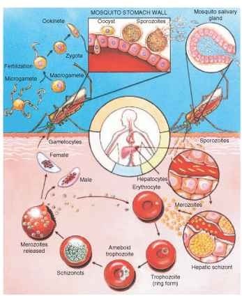 Generalized life cycle of the four human-infecting Plasmodium species.