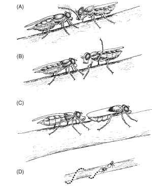 A fly similar to piophilids in exhibiting complex male courtship is the otitid, Physiphora demandata . The male first taps the female with a foreleg (A), then raises a middle leg (B), and turns and presents his abdomen to the female, who extends her proboscis to touch his abdomen (C). This can be followed by the female backing up in a spiral path, appearing to pull the male backwards (D). 