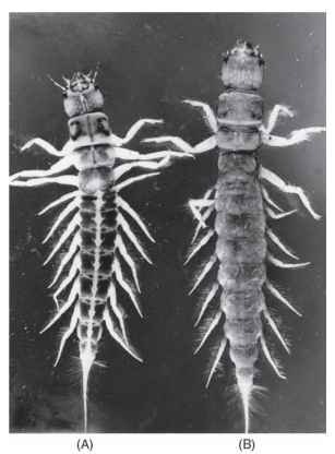 Mature larvae of Sialis: (A) S. rotunda and (B) S. cali-fornica.