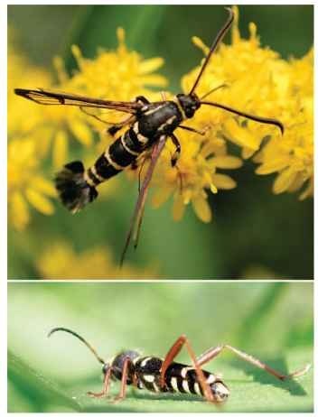  Batesian mimicry. The day-flying moth Synanthedon tipuliformis (Sesiidae) (top) is a Batesian mimic of stinging wasps in Europe. The resemblance is very accurate, and the moth is very rare compared to its wasp models, so that it is not often observed. Similarly, but in a totally different group, the beetle Clytus arietis (bottom) mimics wasps and is sometimes seen on blossoms. These two examples illustrate how the same general appearance can be achieved by morphological changes of totally different nature in different groups of insects.