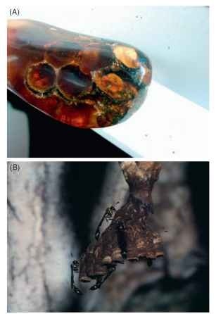 Ancient and basal wasps. (A) a nest of a huge social wasp, likely a species larger than but near Polistes carniflex, embedded in Dominican amber from the La Toca mine (Photograph courtesy of Hermann Dittrich, AmbarAzul, LLC), (B) nest and workers of Parisnogaster undescribed, a stenogastrine wasp in the most basal lineage of social wasps.
