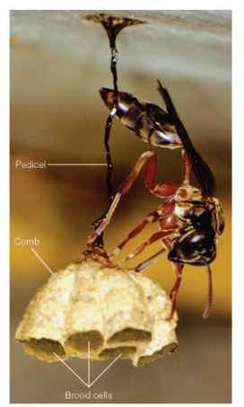 Newly founded nest of the social wasp, Mischocyttarus drewseni, from Brazil. The founding female is shown wiping an ant-repelling secretion (the gland opens at the base of the terminal abdominal sternite) onto the pedicel of the nest, where it reduces the likelihood that ants will discover the comb of brood cells while the queen is away on a foraging trip.