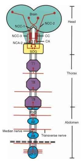 A schematic representation of the major neurohemal release sites of the CNS of insects. CC, corpora cardiaca; CA, corpora allata; SOG, subesophageal ganglion; NCC, nervus corporis cardiaci; NCA, nervus corporis allati; PSO, perisympathetic organs; T1-T3, thoracic ganglia; A1-A11, abdominal ganglia.