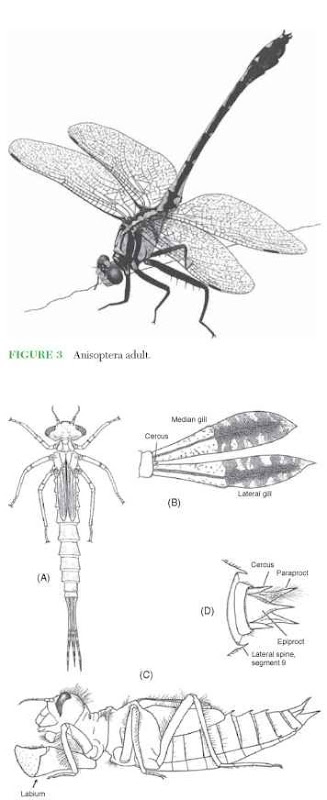 Anisoptera adult and  Odonata nymphs. (A) Zygoptera nymph in dorsal view, (B) anal gills of Zygoptera in lateral view, (C) Anisoptera nymph in lateral view, and (D) anal pyramid of Anisoptera in dorsal view.