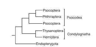  Cladogram depicting relationships among, and inferred classification of, Paraneoptera.