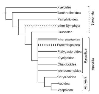 Cladogram depicting relationships among, and inferred classification of, Hymenoptera. Only major superfamilies are depicted. Dashed lines indicate uncertainty in relationships or paraphyly in classification.