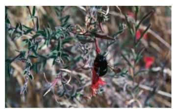 Female carpenter bee (Xylocopa tabaniformis orpifex, Apidae) robbing nectar from base of a California fuchsia (Epilobium canum, Onagraceae) flower.