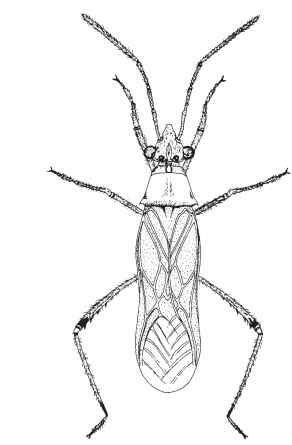  An alydid (Neomegalotomus parvus), a soybean pest in Brazil.