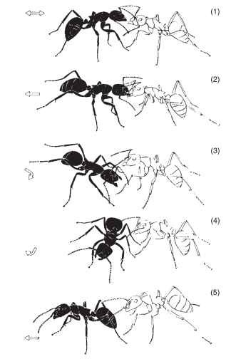 Tandem running in ants. A recruiter (black) contacts a nestmate (white) and shows a jerking behavior, pulling the nestmate by the mandibles to invite her to follow (1, 2). The recruiter then turns and offers the gaster (3, 4). When the recruited ant contacts the gaster and hind legs of the recruiter, the pair move in tandem to a new nest site (5). Arrows illustrate the direction of motion of the recruiter. 