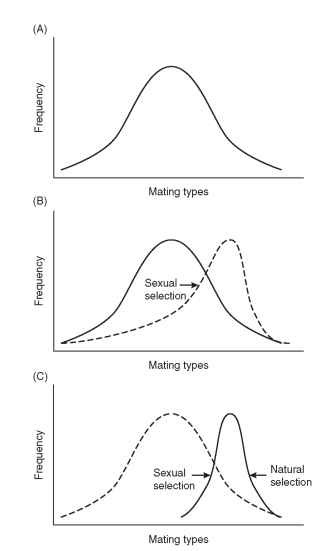 The runaway sexual selection model: (A) distribution of mating types segregating in the population, (B) strong sexual selection and elaboration of male trait that confer mating success, and (C) opposing forces of natural selection, which select for optimum phenotype for a particular environment.