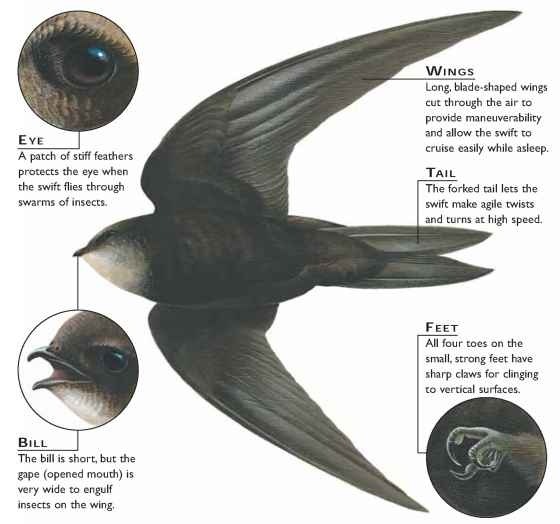 Eurasian Swift