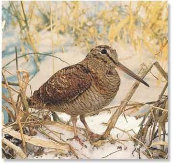 A Cold comfort The snows of winter drive many woodcocks south to sunnier countries.