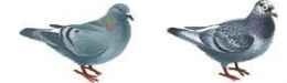 Rock dove & Feral pigeon