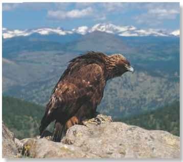 A Eagle eyed The golden eagle surveys its domain from a perch.