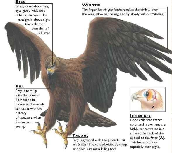 Golden Eagle (Birds)