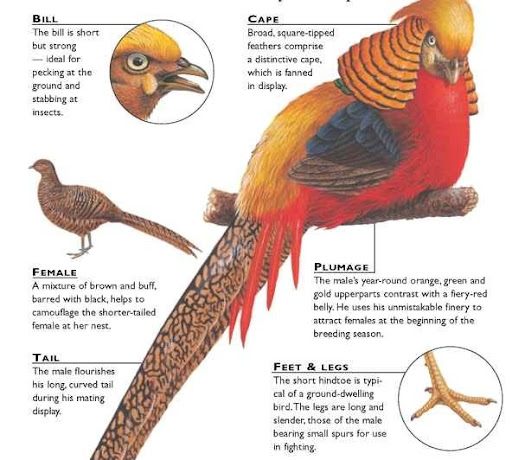 Pheasant Hatching Chart