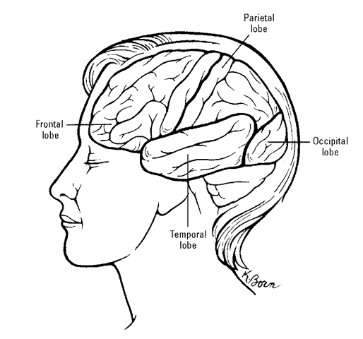 The brain is divided into four lobes, making the brain one of the more complicated organs in the human body.