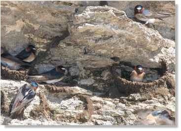  Cliff swallows choose mud with high clay and silt content; this makes the nest less likely to crumble when dry, important when walls are shared.