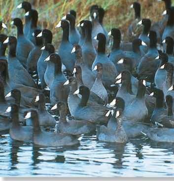 Coot chorus A flock of aggressive coots guards its territory with a chorus of loud calls.