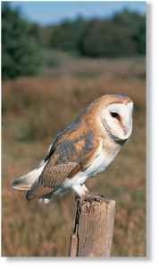 A Ideal surroundings Grassy fields attract the barn owl; they're a good source of rodent prey.