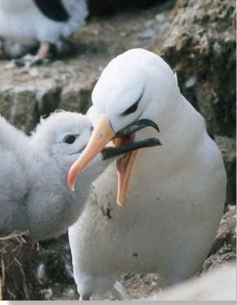 A chick, almost ready to fledge and begin its long aerial journeys, receives food from one of its parents.