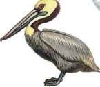 Brown pelican